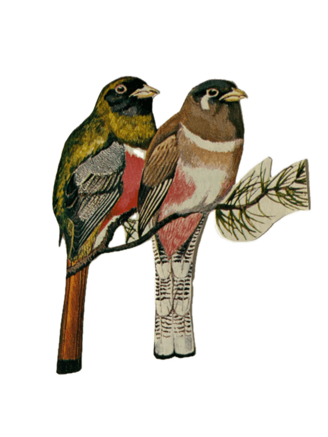 two birds on a branch